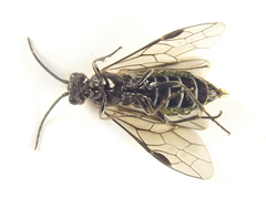 Empria basalis