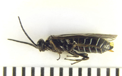 Empria basalis