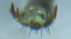 Empria basalis
