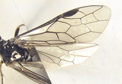 Empria basalis