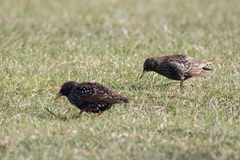 Sturnus vulgaris