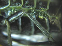 Empria basalis