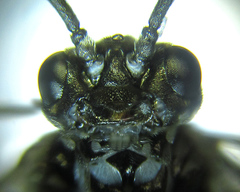Empria basalis