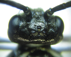 Empria basalis