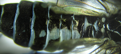 Empria basalis