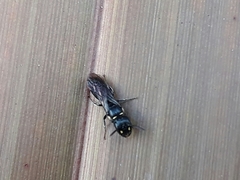Hylaeus capitosus