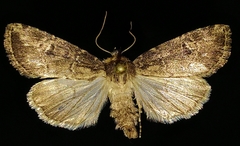 Anhimella contrahens