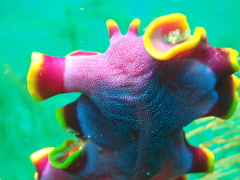 Pseudoceros ferrugineus