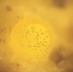 Ascobolus crenulatus