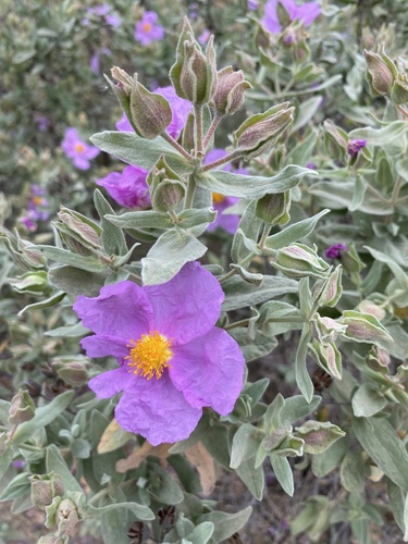 Avistamiento Cistus albidus