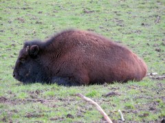 Bison