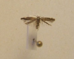 Bilobata subsecivella