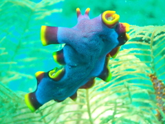 Pseudoceros ferrugineus