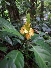 Aphelandra prismatica