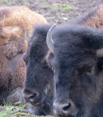 Bison