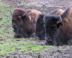 Bison