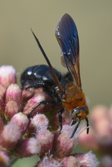 Campsomeriella thoracica