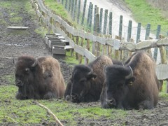 Bison