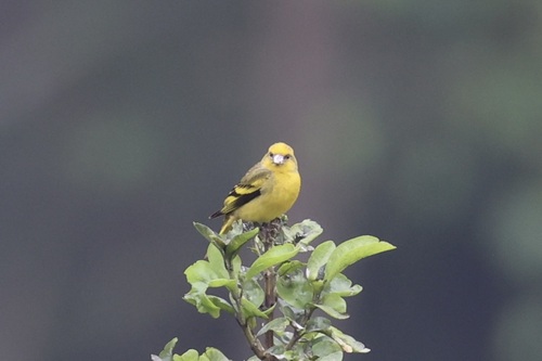 iNaturalist image