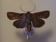 Ichneutica mustulenta