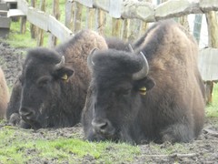Bison