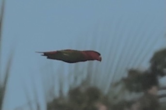 Lorius hypoinochrous observed 2026-04-04
