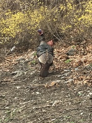 Meleagris gallopavo