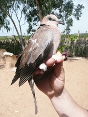 Streptopelia vinacea