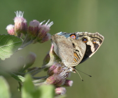 Junonia orithya