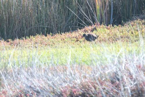 iNaturalist image