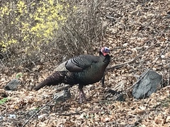 Meleagris gallopavo