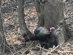 Meleagris gallopavo