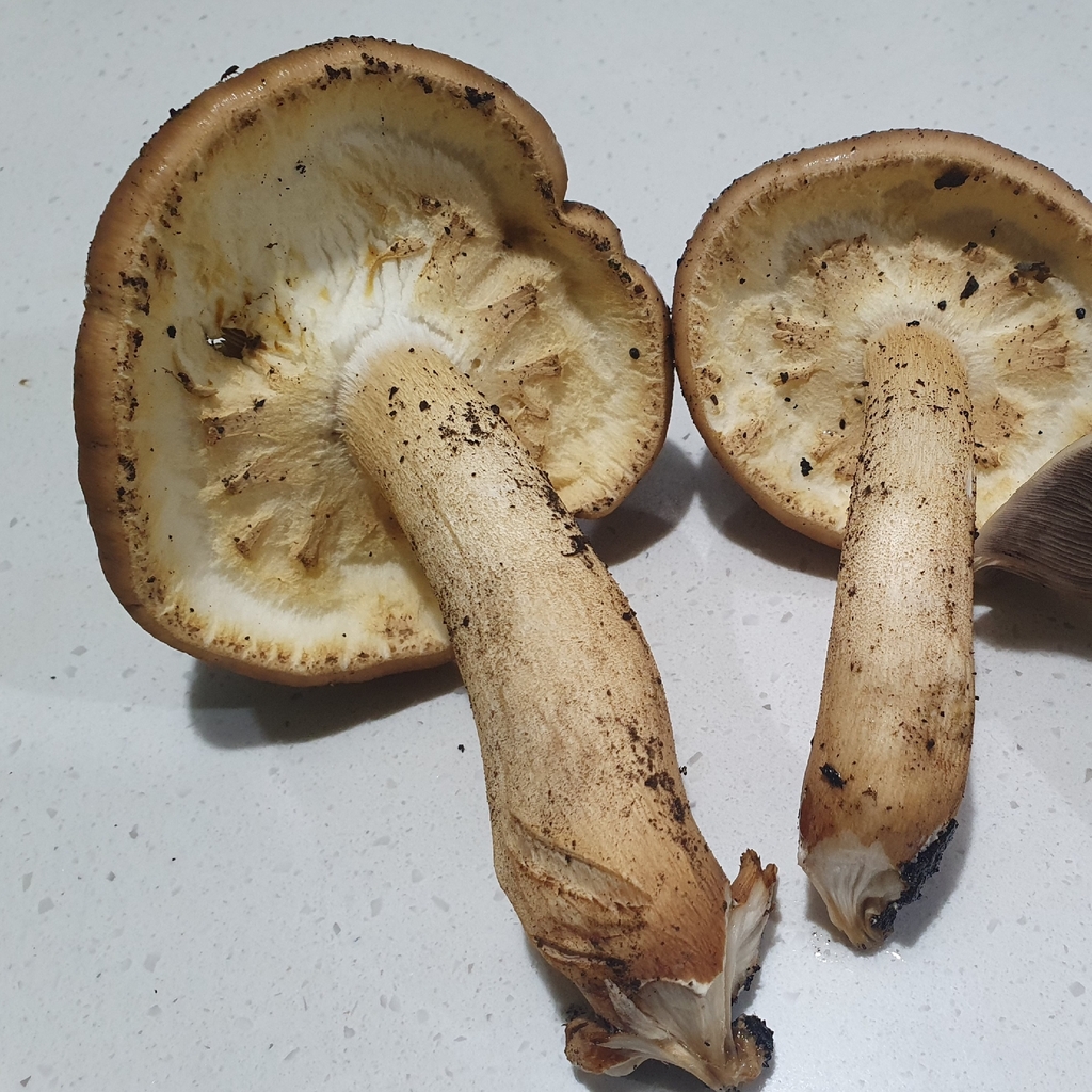 Cyclocybe parasitica · April 2026 · photo: © corli (iNaturalist, cc-by)