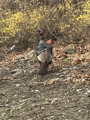 Meleagris gallopavo