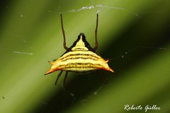 Micrathena furcata