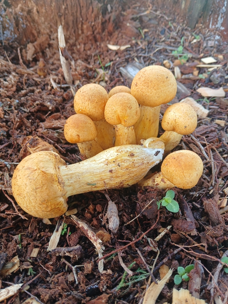 Gymnopilus junonius · April 2026 · photo: © claire_grace83 (iNaturalist, cc-by)
