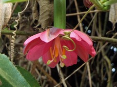 Passiflora mollissima image