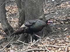 Meleagris gallopavo