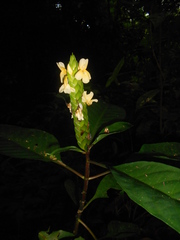 Aphelandra prismatica