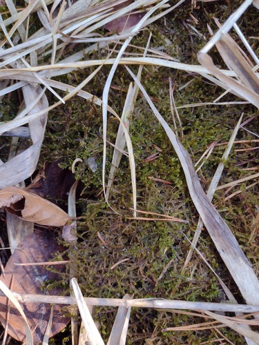 Intermediate Hook-moss (Scorpidium cossonii)
