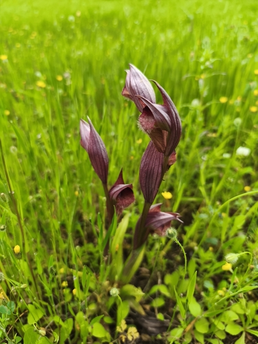 Serapias orientalis, photograph 6