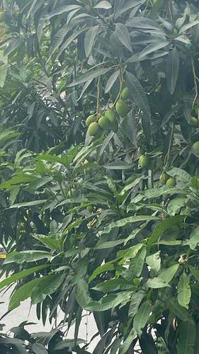 Indian mango