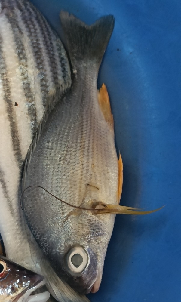 Guoraca Grunter photo 2