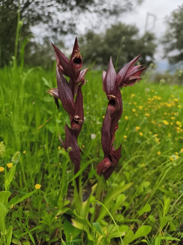 Serapias orientalis, photograph 4