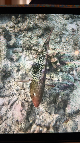 Scarus rubroviolaceus