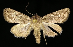 Ulolonche orbiculata