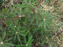 Lupinus costaricensis