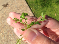 Stellaria apetala