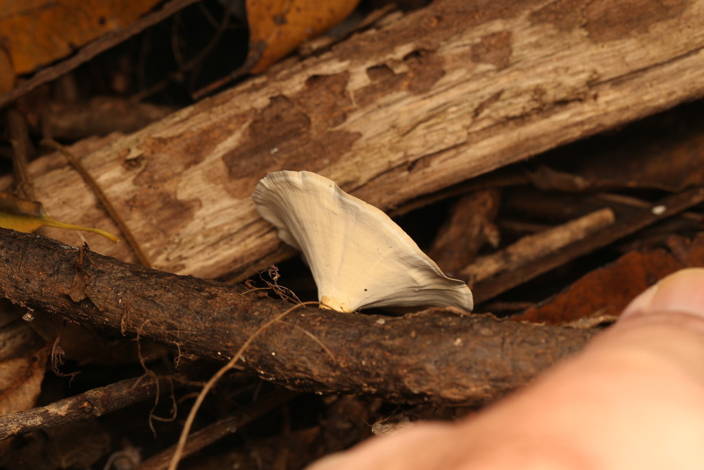 Microporus xanthopus · April 2026 · photo: © martin487 (iNaturalist, cc-by)