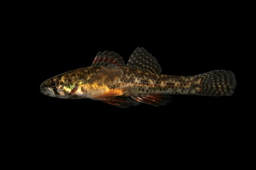 Least darter (Etheostoma microperca) — Percidae